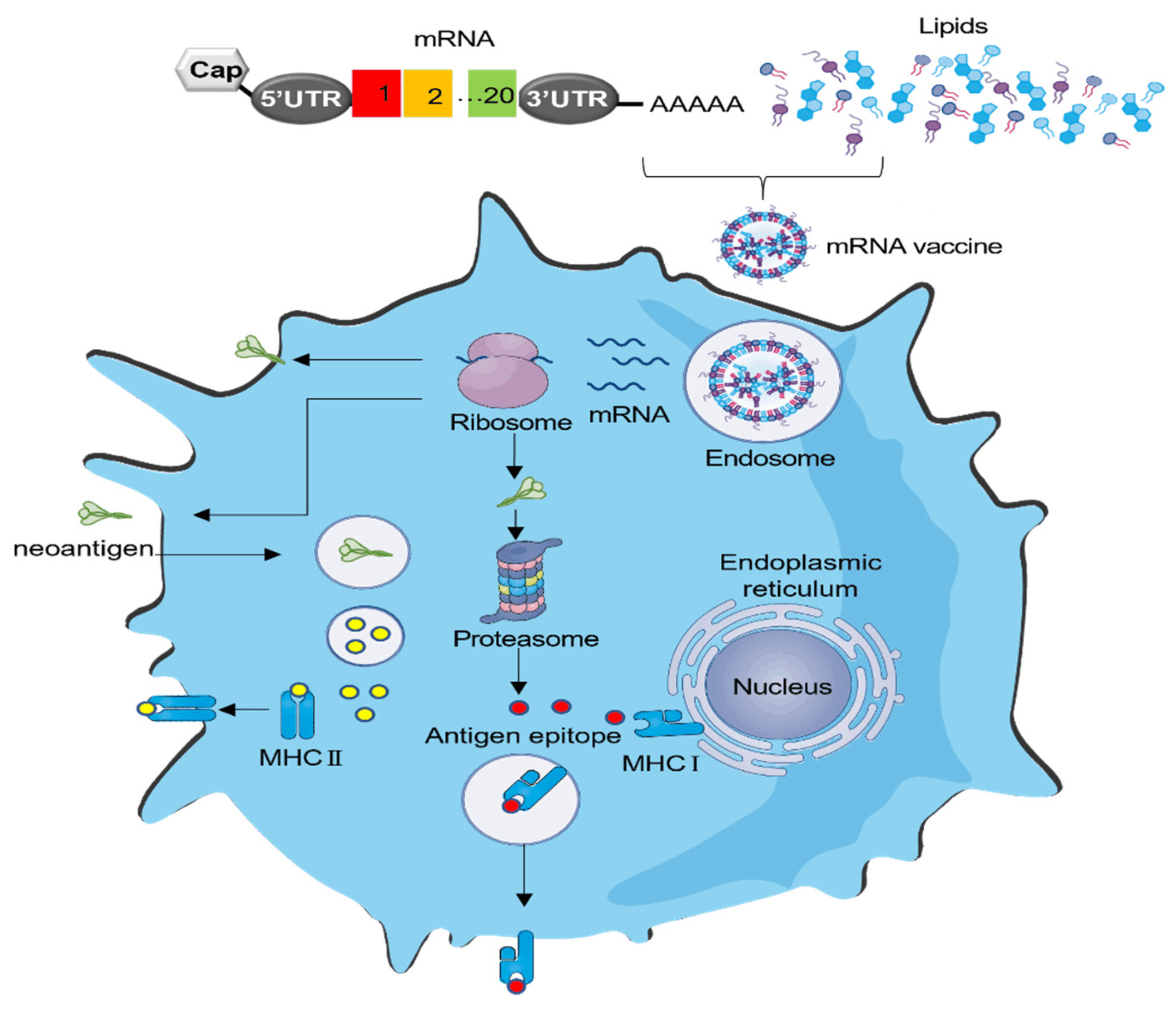 mRNA Vaccines for Cancer Latest Breakthroughs (1)