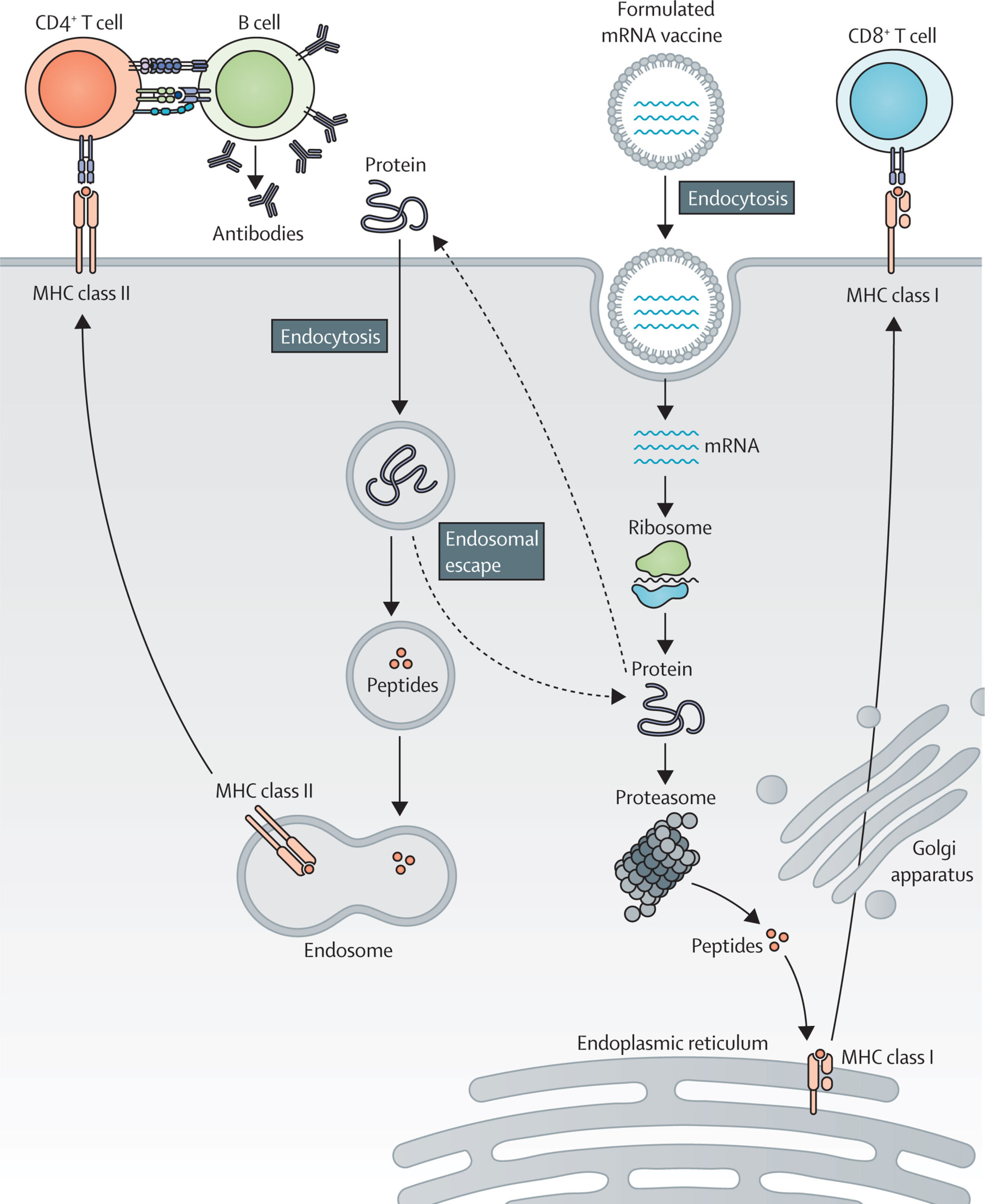 mRNA Vaccines for Cancer Latest Breakthroughs (2)